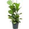 82998 ficus lyrata prumer 30 cm