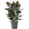 83001 ficus elastica abidjan prumer 30 cm