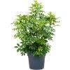 83004 schefflera arboricola compacta prumer 34 cm