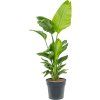 83016 strelitzia nicolai prumer 30 cm