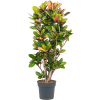 83019 codiaeum croton variegatum petra prumer 34 cm