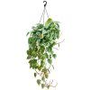 83022 philodendron scandens zaves prumer 28 cm