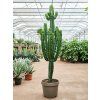 83049 euphorbia erytrea prumer 40 cm