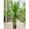 83061 strelitzia nicolai prumer 40 cm