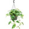 83139 epipremnum aureum zaves prumer 28 cm