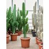 83250 euphorbia ingens prumer 40 cm