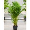 83310 dypsis lutescens areca prumer 34 cm