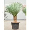 Yucca rostrata, průměr 55 cm  Juka