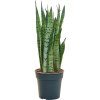 83505 sansevieria trifasciata silver mist prumer 24 cm