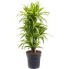 83589 dracaena fragrans lemon lime prumer 27 cm
