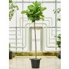 83598 ficus lyrata prumer 45 cm
