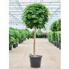 Schefflera arboricola Gold Capella, průměr 50 cm  Šeflera