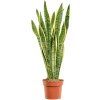 83673 sansevieria trifasciata laurentii prumer 17 cm