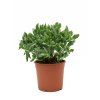 83690 crassula argentea prumer 17 cm