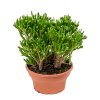 83693 crassula ovata hobbit prumer 25 cm