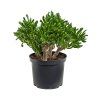 Crassula ovata Horntree, průměr 23 cm
