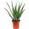 83759 aloe vera barbadensis prumer 24 cm