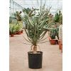 83819 aloe dichotoma prumer 30 cm