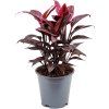 83858 cordyline fruticosa mambo prumer 19 cm