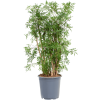83873 polyscias aralia ming prumer 21 cm