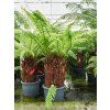 83915 dicksonia antarctica prumer 45 cm