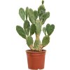 83942 opuntia vulgaris prumer 17 cm