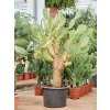 83984 opuntia quitensis prumer 40 cm