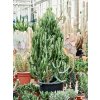 83999 euphorbia lactea compacta prumer 40 cm