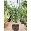 84053 aloe hercules prumer 42 cm