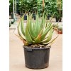 84065 aloe tomentosa prumer 42 cm