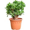 84074 crassula ovata magical tree prumer 32 cm