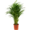84149 dypsis areca lutescens prumer 24 cm