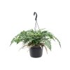 84158 humata tyermannii zaves prumer 17 cm