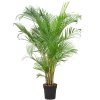 84194 dypsis areca lutescens prumer 27 cm