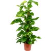 84260 epipremnum aureum s kokosovou vzperou 80 cm prumer 19 cm