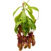 84299 nepenthes alata zaves prumer 14 cm