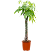84302 pachira aquatica prumer 24 cm