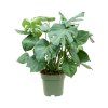 84305 monstera deliciosa prumer 27 cm