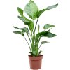 84320 strelitzia nicolai prumer 21 cm
