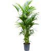 84329 howea kentia forsteriana prumer 27 cm