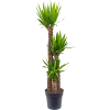84344 yucca elephantipes prumer 30 cm
