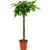 84350 pachira aquatica prumer 27 cm