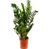 84371 zamioculcas zamiifolia prumer 24 cm