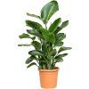 84377 strelitzia nicolai prumer 26 cm