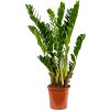 84380 zamioculcas zamiifolia prumer 21 cm