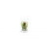 8444 tillandsia ve skle