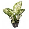 Aglaonema Ivory Jade 12Ø 30cm