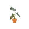 Alocasia Antoro Velvet, průměr 6 cm