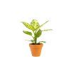 Dieffenbachia Amy, průměr 12 cm