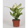 Dieffenbachia Amy 12Ø 30cm